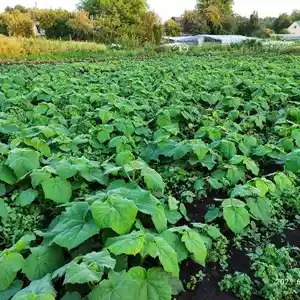 Саджанці павловнії Саджанці павловнії